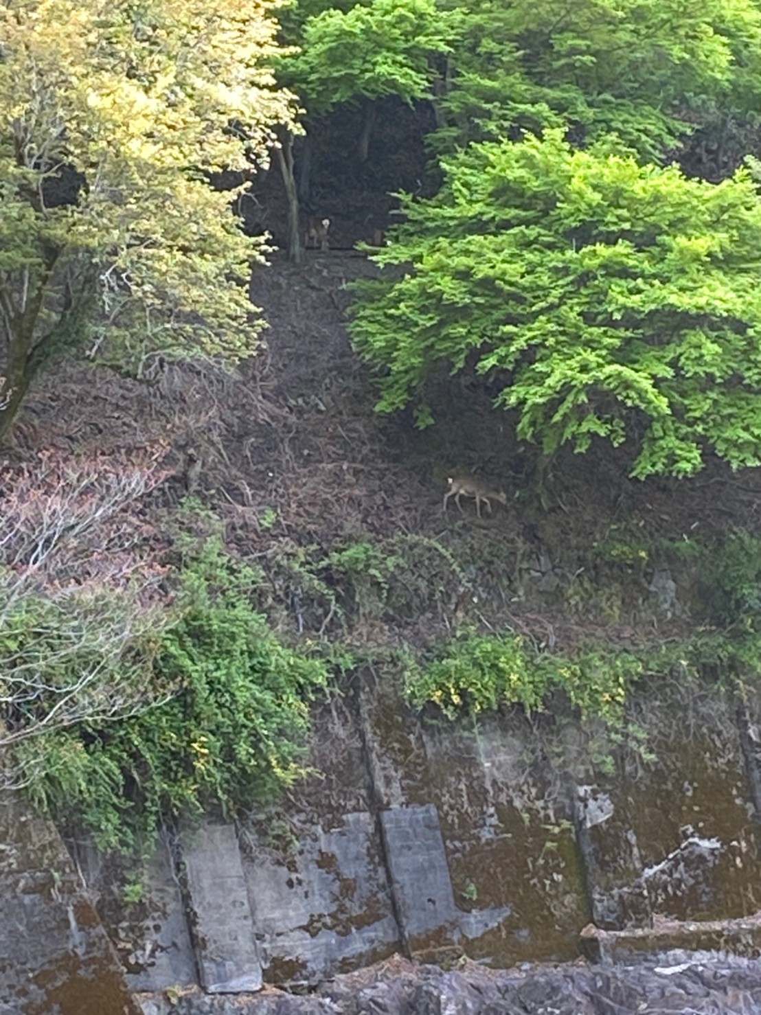 星のや京都 野生の鹿